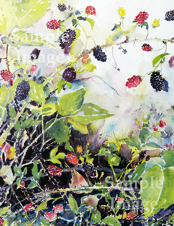 Blackberries